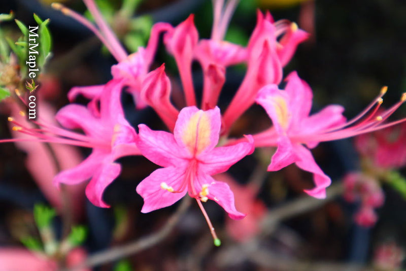 - Azalea 'Magenta Rose Flame’ Pink Native Azalea - Mr Maple │ Buy Japanese Maple Trees