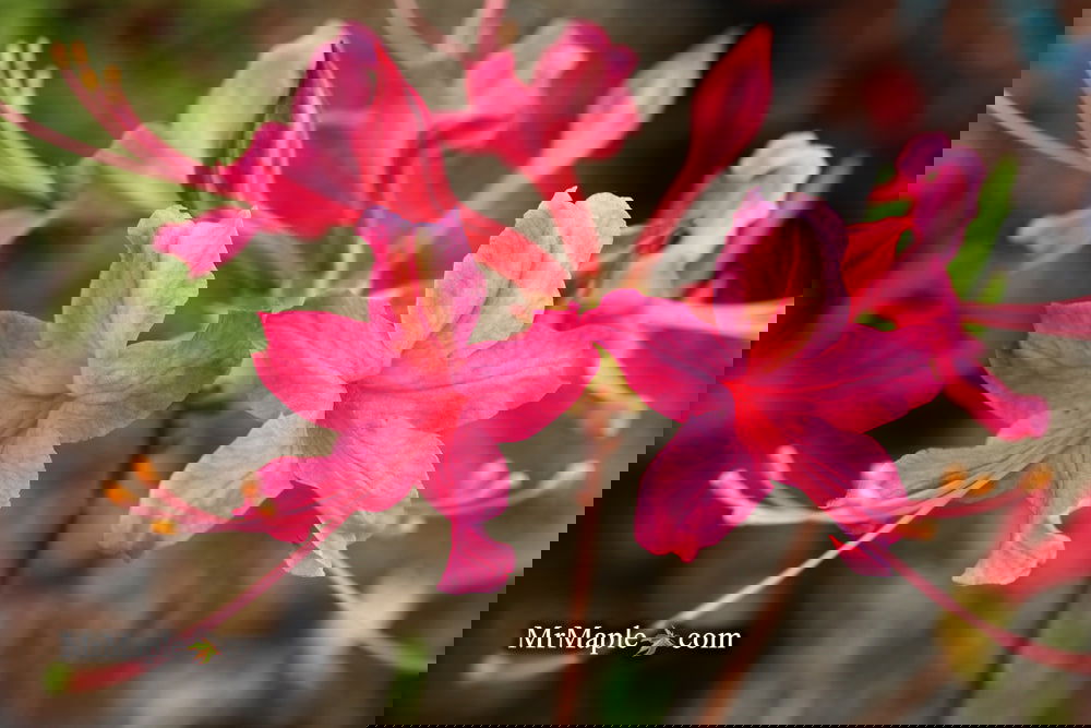 Buy Azalea 'Magenta Rose Flame' Pink Native Azalea — Mr Maple