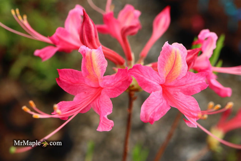 - Azalea 'Magenta Rose Flame’ Pink Native Azalea - Mr Maple │ Buy Japanese Maple Trees
