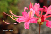 - Azalea 'Magenta Rose Flame’ Pink Native Azalea - Mr Maple │ Buy Japanese Maple Trees