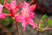 - Azalea 'Magenta Rose Flame’ Pink Native Azalea - Mr Maple │ Buy Japanese Maple Trees