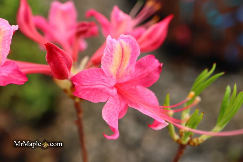 - Azalea 'Magenta Rose Flame’ Pink Native Azalea - Mr Maple │ Buy Japanese Maple Trees