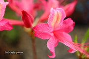 - Azalea 'Magenta Rose Flame’ Pink Native Azalea - Mr Maple │ Buy Japanese Maple Trees
