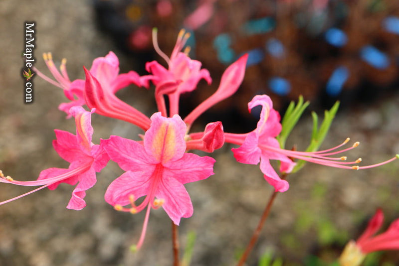- Azalea 'Magenta Rose Flame’ Pink Native Azalea - Mr Maple │ Buy Japanese Maple Trees