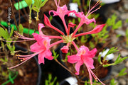 - Azalea 'Magenta Rose Flame’ Pink Native Azalea - Mr Maple │ Buy Japanese Maple Trees