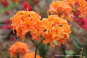 - Azalea 'Mandarin Lights’ Orange Flowers Deciduous Azalea - Mr Maple │ Buy Japanese Maple Trees