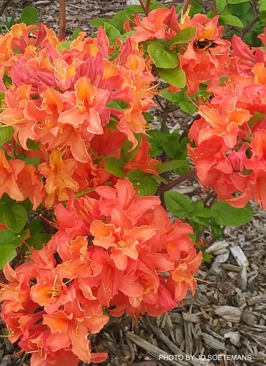 Mr Maple Azalea Mandarin Lights - Thumbnail 4