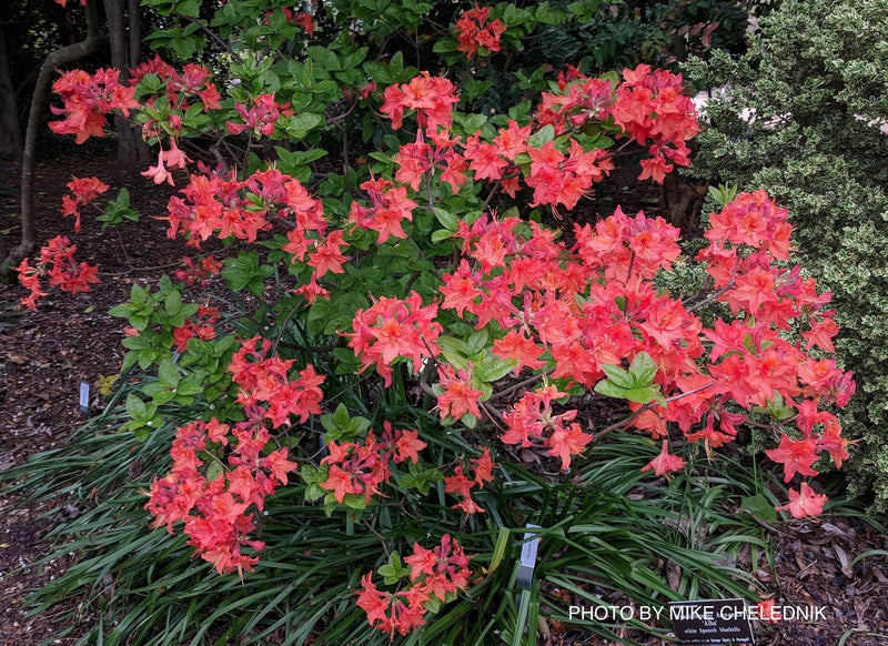 - Azalea 'Mandarin Lights’ Orange Flowers Deciduous Azalea - Mr Maple │ Buy Japanese Maple Trees