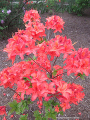 - Azalea 'Mandarin Lights’ Orange Flowers Deciduous Azalea - Mr Maple │ Buy Japanese Maple Trees