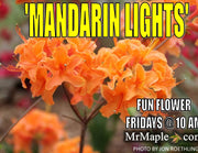 - Azalea 'Mandarin Lights’ Orange Flowers Deciduous Azalea - Mr Maple │ Buy Japanese Maple Trees
