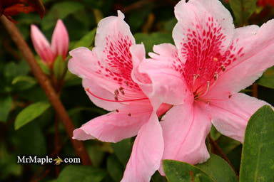 - Azalea 'Mardis Gras’ Southern Indica Azalea - Mr Maple │ Buy Japanese Maple Trees
