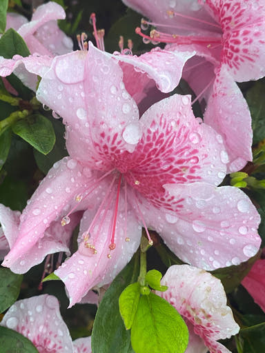 - Azalea 'Mardis Gras’ Southern Indica Azalea - Mr Maple │ Buy Japanese Maple Trees