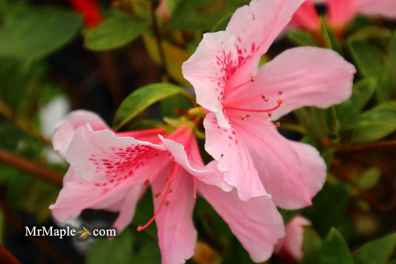 - Azalea 'Mardis Gras’ Southern Indica Azalea - Mr Maple │ Buy Japanese Maple Trees