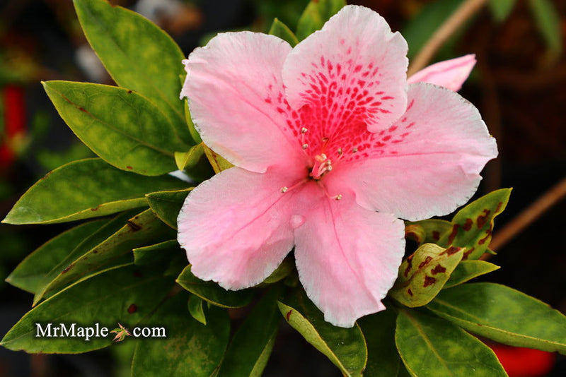 - Azalea 'Mardis Gras’ Southern Indica Azalea - Mr Maple │ Buy Japanese Maple Trees