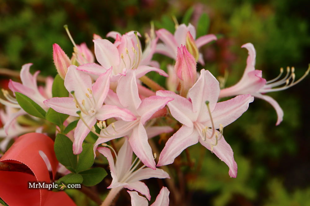 Pink Deciduous Azaleas — Mr Maple │ Buy Japanese Maple Trees