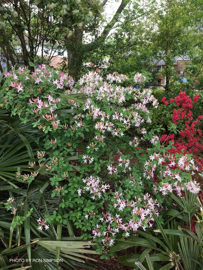 - Azalea 'Marydel’ Pink Native Azalea - Mr Maple │ Buy Japanese Maple Trees