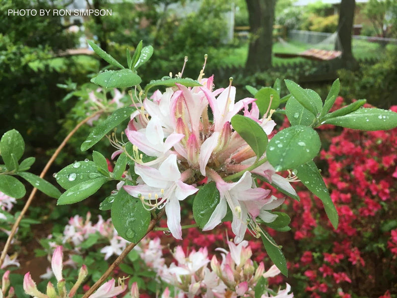 - Azalea 'Marydel’ Pink Native Azalea - Mr Maple │ Buy Japanese Maple Trees