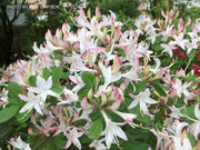 - Azalea 'Marydel’ Pink Native Azalea - Mr Maple │ Buy Japanese Maple Trees