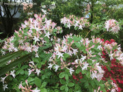 - Azalea 'Marydel’ Pink Native Azalea - Mr Maple │ Buy Japanese Maple Trees