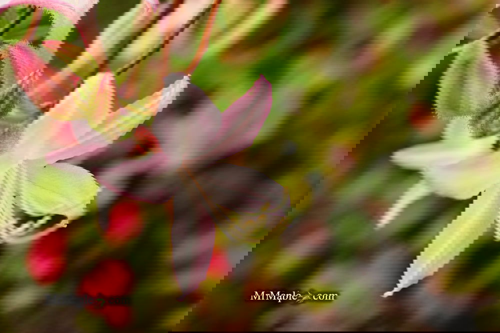 Azalea 'Walter Ligon' Pink Flowers Native Azalea — Mr Maple │ Buy