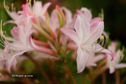 - Azalea 'Marydel’ Pink Native Azalea - Mr Maple │ Buy Japanese Maple Trees