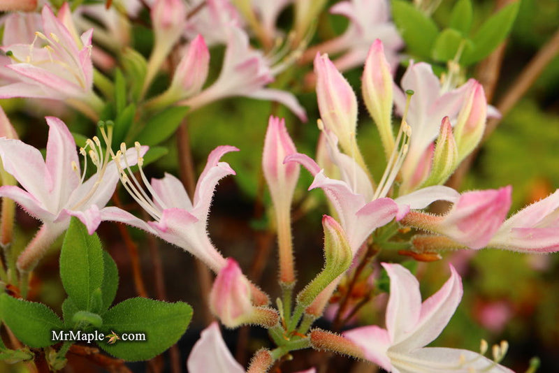 - Azalea 'Marydel’ Pink Native Azalea - Mr Maple │ Buy Japanese Maple Trees