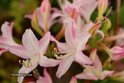 - Azalea 'Marydel’ Pink Native Azalea - Mr Maple │ Buy Japanese Maple Trees