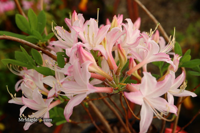 - Azalea 'Marydel’ Pink Native Azalea - Mr Maple │ Buy Japanese Maple Trees