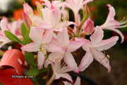 - Azalea 'Marydel’ Pink Native Azalea - Mr Maple │ Buy Japanese Maple Trees