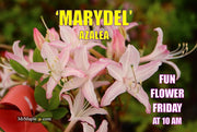 - Azalea 'Marydel’ Pink Native Azalea - Mr Maple │ Buy Japanese Maple Trees