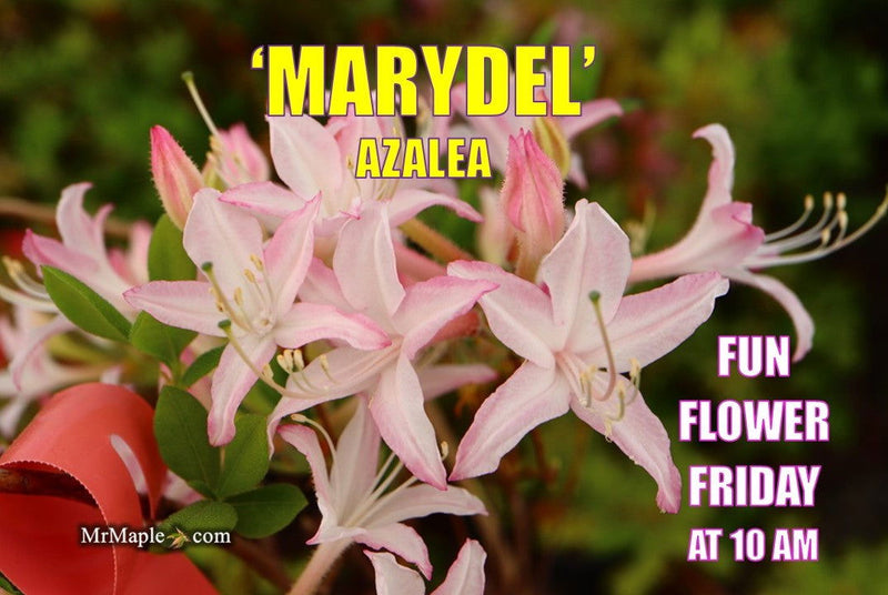 - Azalea 'Marydel’ Pink Native Azalea - Mr Maple │ Buy Japanese Maple Trees
