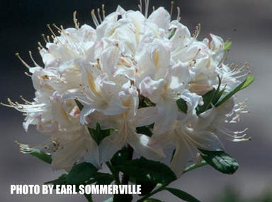 - Azalea 'Matt MLM' White Blooms Deciduous - Mr Maple │ Buy Japanese Maple Trees