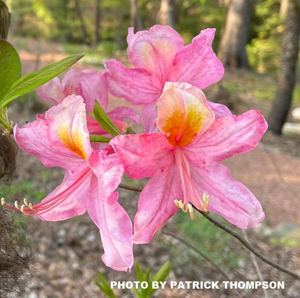 Buy Azalea 'McDaniel's Pink' Native Hybrid Azalea — Mr Maple