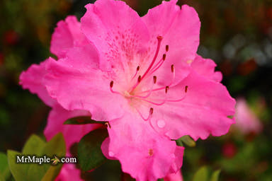 - Azalea 'Michaele Lux’ Pink Lavender Aromi Azalea - Mr Maple │ Buy Japanese Maple Trees