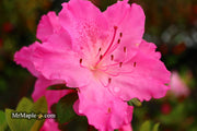 - Azalea 'Michaele Lux’ Pink Lavender Aromi Azalea - Mr Maple │ Buy Japanese Maple Trees