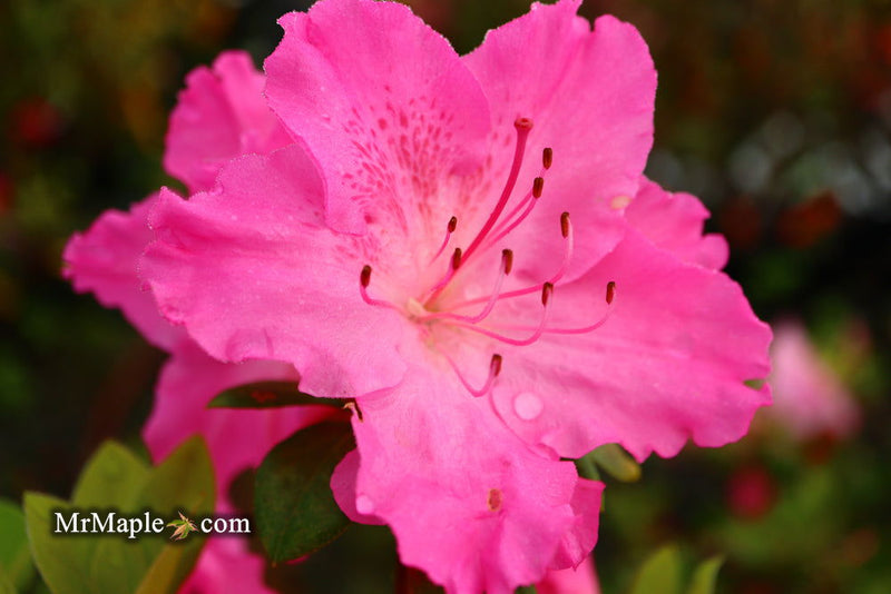 - Azalea 'Michaele Lux’ Pink Lavender Aromi Azalea - Mr Maple │ Buy Japanese Maple Trees