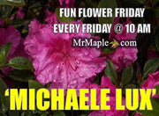 - Azalea 'Michaele Lux’ Pink Lavender Aromi Azalea - Mr Maple │ Buy Japanese Maple Trees