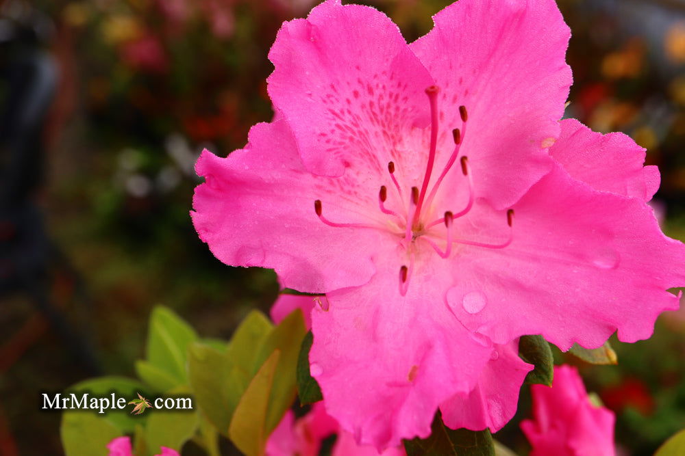 Azalea 'Michaele Lux' Pink Lavender Blooming Aromi Azalea — Mr