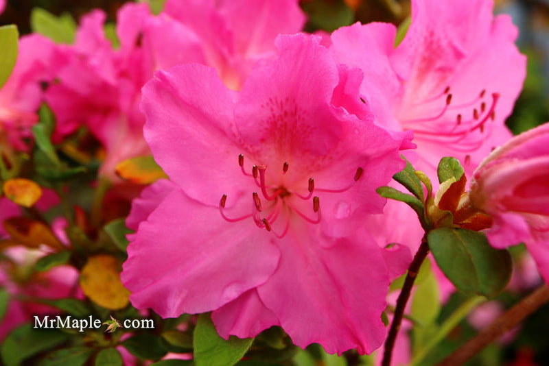 - Azalea 'Michaele Lux’ Pink Lavender Aromi Azalea - Mr Maple │ Buy Japanese Maple Trees