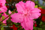 - Azalea 'Michaele Lux’ Pink Lavender Aromi Azalea - Mr Maple │ Buy Japanese Maple Trees