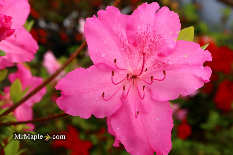 - Azalea 'Michaele Lux’ Pink Lavender Aromi Azalea - Mr Maple │ Buy Japanese Maple Trees