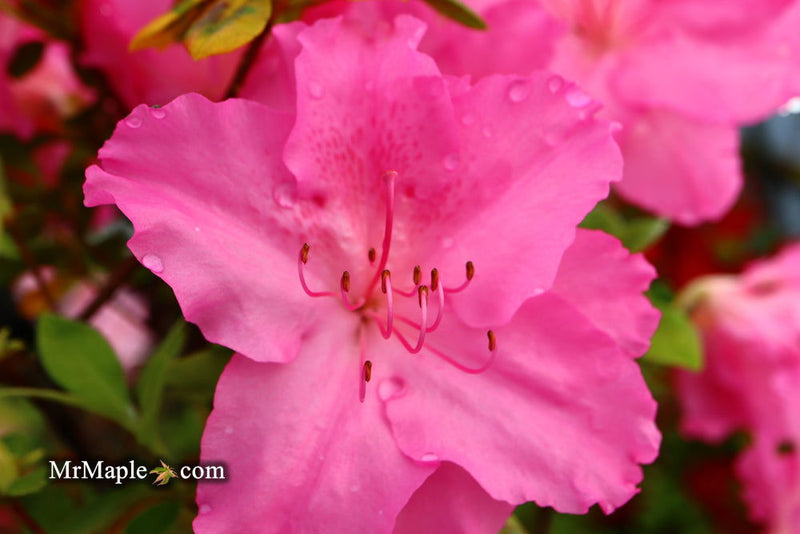 - Azalea 'Michaele Lux’ Pink Lavender Aromi Azalea - Mr Maple │ Buy Japanese Maple Trees