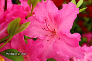 - Azalea 'Michaele Lux’ Pink Lavender Aromi Azalea - Mr Maple │ Buy Japanese Maple Trees