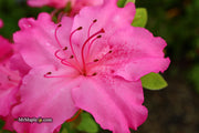 - Azalea 'Michaele Lux’ Pink Lavender Aromi Azalea - Mr Maple │ Buy Japanese Maple Trees