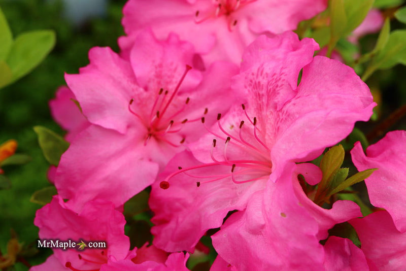 - Azalea 'Michaele Lux’ Pink Lavender Aromi Azalea - Mr Maple │ Buy Japanese Maple Trees