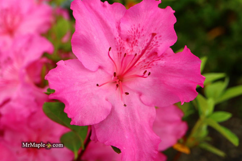 - Azalea 'Michaele Lux’ Pink Lavender Aromi Azalea - Mr Maple │ Buy Japanese Maple Trees