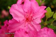 - Azalea 'Michaele Lux’ Pink Lavender Aromi Azalea - Mr Maple │ Buy Japanese Maple Trees