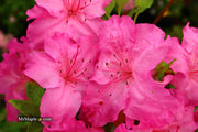 - Azalea 'Michaele Lux’ Pink Lavender Aromi Azalea - Mr Maple │ Buy Japanese Maple Trees