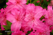 - Azalea 'Michaele Lux’ Pink Lavender Aromi Azalea - Mr Maple │ Buy Japanese Maple Trees