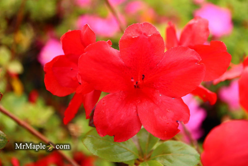 - Azalea 'Midnight Flare’ Red Flowering Harris Azalea - Mr Maple │ Buy Japanese Maple Trees
